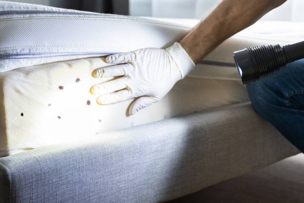 Best Cockroach Control Services  in Beech Island, SC
