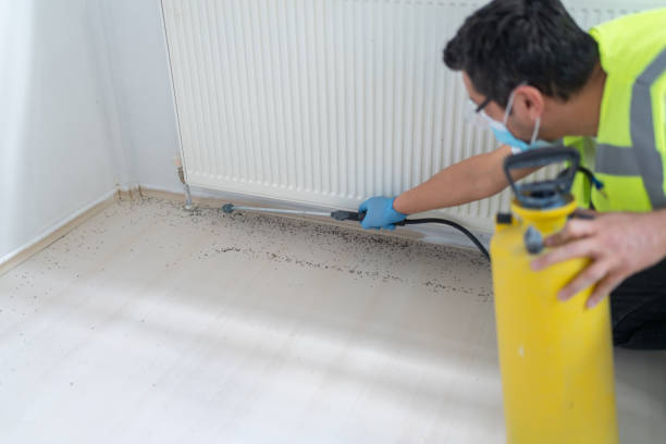 Best Mosquito Control Services  in Beech Island, SC