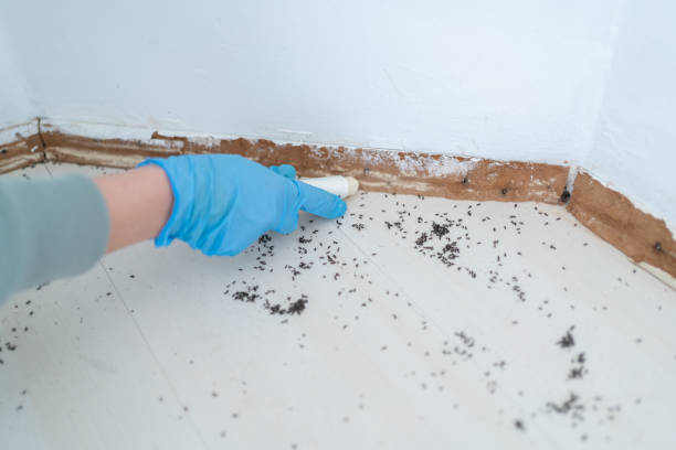 Best Wasp Removal Services  in Beech Island, SC
